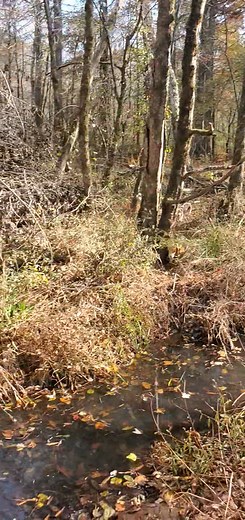 7.4K views · 154 reactions | On that Swamp Rabbit trail. | Catron's Kennel | Facebook