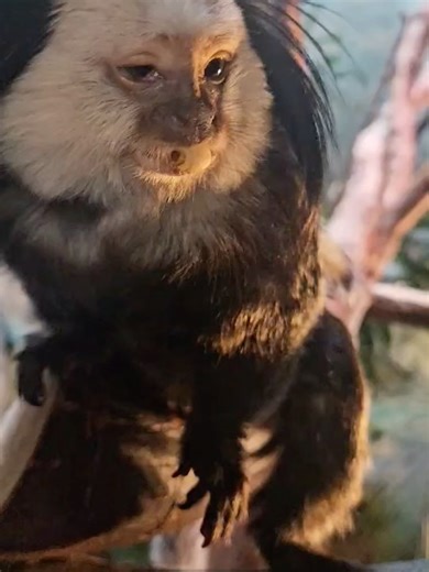 Woodland Park Zoo on Reels