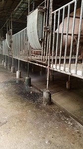 74K views · 473 reactions | Papakita kulang sa inyo kong pano ako mag linis dto sa paanakan namin or dto sa forrowing pin #fblifestyle #PIGGERY #farm #piggeryfarm #followersreels | Edgardo C Castor | Facebook