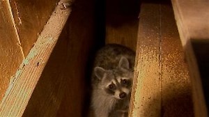 Watch Billy the Exterminator Season 1 Episode 2 - Snake in the Closet.