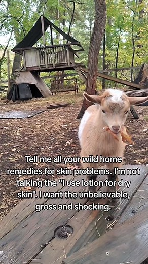 1.4K views · 8 comments | Let's hear it.. let's have some fun. We’ve all been there — toothpaste for pimples, Vaseline for everything, or that one “friend” who swears pickle juice cured their eczema 若 Dry skin, ashy knees & sketchy skincare advice end here. #NaturalSkincare #EczemaRelief #GoatMilkSoap #herdfamily | sng_soaps | Facebook