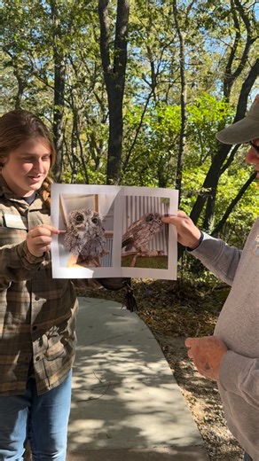 Our team loved Winona at the @worldbirdsanctuary’s molt transformation - we had to share George’s too! Molting is a naturally occurring process that refers to birds replacing worn-out feathers with new ones. Molting starts after the breeding season which is in the spring and early summer months and can take until fall to complete. Compared to other birds who molt gradually, Eastern Screech Owls molt very dramatically shedding most of their feathers at once. You can see George (and his beautiful 