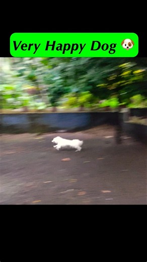 Very Happy Dog Can't Stop Running. Dog Zoomies
