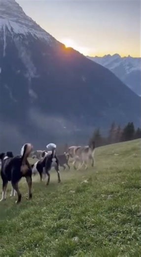 Appenzeller Mountain Dog: Swiss Alpine Herding Guardian