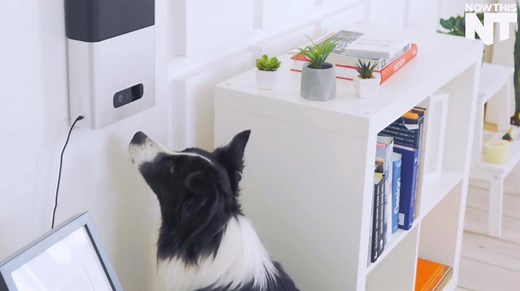 202K views · 2.4K shares | This app lets you play with your pets and feed them while you’re away | NowThis Earth | Facebook