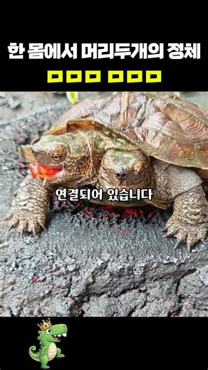 귀여움 2배의 거북이 #Shorts #동물 #거북이 #이두증 #신기한동물