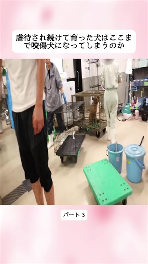虐待された犬の救助と愛護センターの重要性