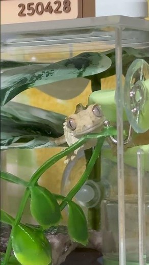 집사 관찰하고 있던 아기 코딱지 도마뱀 #crestedgecko #gecko #reptiles #크레스티드게코 #파충류