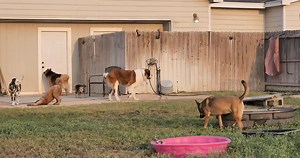 Visit our website www.k9consultants.dog For requirements and pricing. By appointment only. | K9 Consultants | Facebook