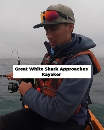 Encountering a Great White Shark While Kayak Fishing