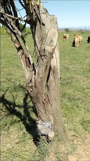 These cows are sooooooo smart