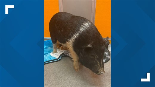 That's some pig! Do you know who this pig belongs to? It was picked up by Tyler Animal Control!