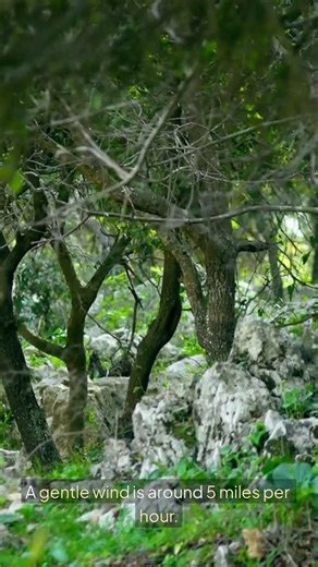 How Fast does Wind get?