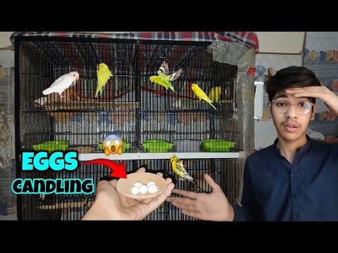 Lovebirds K Eggs Ki Candling Kr Li😍 || Fertile Ya Unfertile🤔
