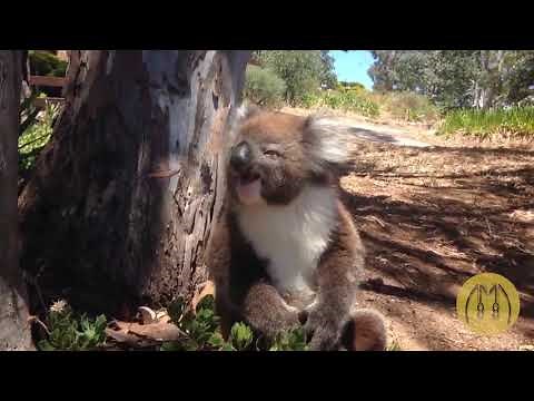 Only in Australia Funny Video Compilation =)