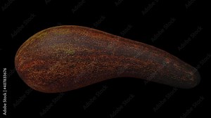Realistic render of a rolling Long Neck (Russell) Avocado on black background. The video is seamlessly looping, and the 3D object is scanned from a real avocado.