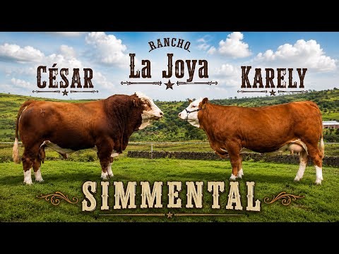 ¿El Simmental es el mejor ganado doble propósito? | Rancho la Joya