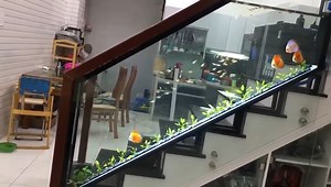 948K views · 10K reactions | ❤️ Unusual Discus Aquarium ❤️  Vu Hoang Giang #hygger #aquarium #aquariumtank #discus #tanklife | Hygger Aquarium | Facebook