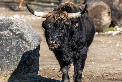 Rediscovering The Aurochs: Eurasia’s Giant Cow - Historic Mysteries