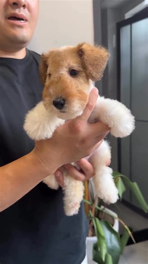 Free Puppies For Adoption on Reels