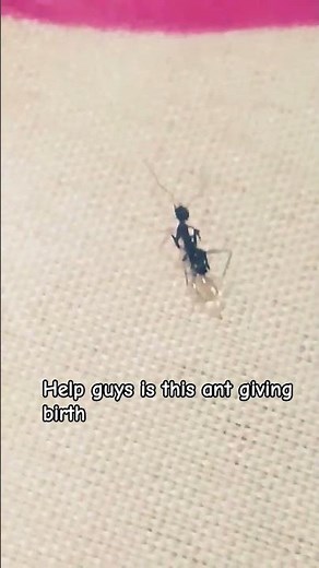 is this ant giving birth