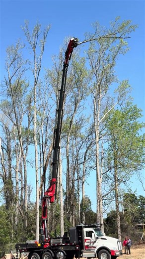 Cutting the tree with new machine