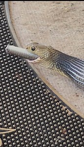 Brown Snake Swallows Lizard at Family's Front Door! We were called to a home in Bli Bli where an Eastern Brown snake had caught itself a lizard for lunch and decided to eat it on the front door mat of the family's home. We headed over straight away and was able to let it finish its meal and then gently scoop it into the bag. Always Available 24/7. Always Reliable. Always Professional. We are the trusted local company servicing the Sunshine Coast, Noosa and Moreton Bay areas. Call us anytime if y