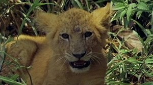 Watch Tarzan Season 1 Episode 11 - Tarzan and the Orphan