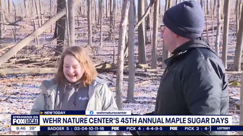 Identifying Sugar Maple