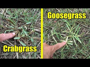 Lawn Weeds Goosegrass Crabgrass and Drought Watering Lawns