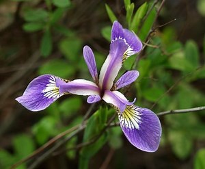 Iris setosa - Alchetron, The Free Social Encyclopedia