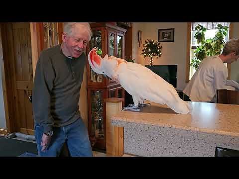 Cockatoo Surprised by a Visit from Grandma & Pappy