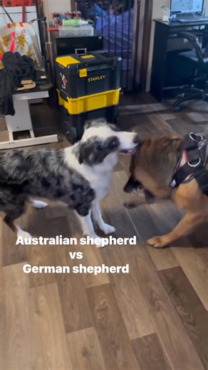 Despite the name, the Australian Shepherd isn’t actually Australian at all 🐶🇺🇸. The breed was developed in the United States, mainly by ranchers and shepherds in the American West. The “Australian” part likely came from Basque shepherds who arrived in the U.S. via Australia in the 1800s—bringing their dogs with them. Americans assumed the dogs were Australian, the name stuck, and boom: branding accident turned iconic breed. Today’s Aussies are basically cowboy athletes with a case of mistaken