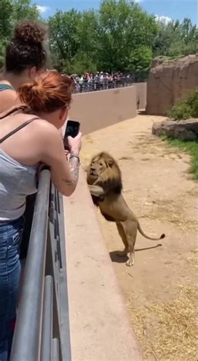 😳 When the Lion Got Angry Inside the Zoo… 🦁💥 Shocking Moment!