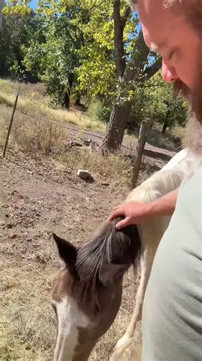 3.2K views · 83 reactions | Update on Freddy #rufusthebull | cow fans | Facebook