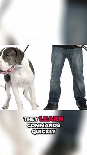 How Smart Are Great Danes Really #greatdane #dogtraining