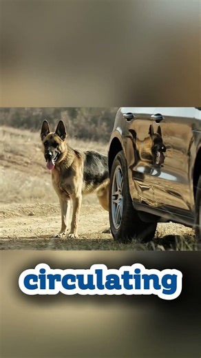 🐺 Trapped in the Car with a Hungry Wolf | A Terrifying Survival Story 😱🚗