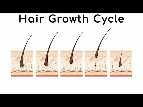 Hair Growth Cycle