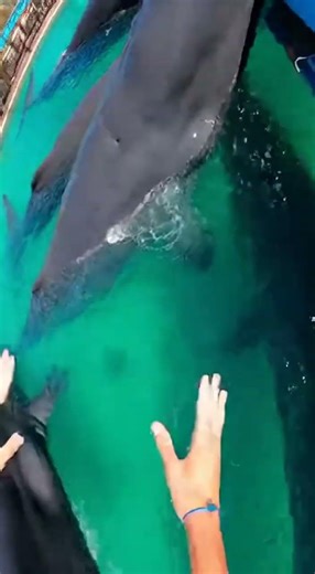 Waterslide into pool full of giant fish #funny #memes #Shorts #Pool #Trending #ViralClips #Viral