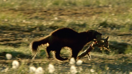 26K views · 837 reactions | Le glouton, connu pour sa force et son agressivité, est l'un des animaux les plus résilients de l'Arctique. | Nat Geo Wild France | Facebook