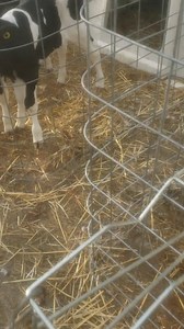 3 comments | Holstein bulls and heifers | Bankey Farm Holstein Calves | Facebook