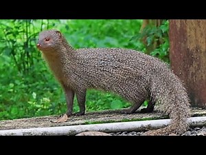 Indian grey mongoose (Urva edwardsii)