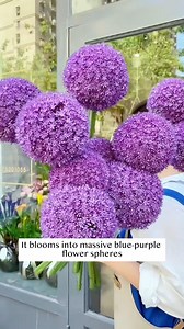 Giant Onion | Terra Nursery