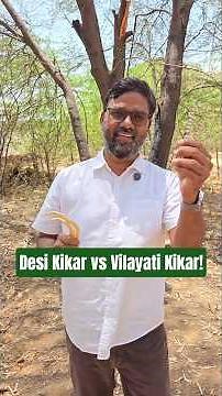 How to Recognize Vilayati Kikar and Desi Kikar Easily?