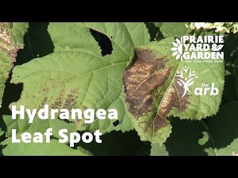 Hydrangea Leaf Spot | Ask the Arboretum Experts