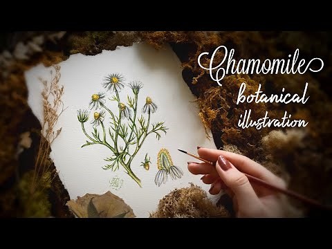How to draw a Chamomile- Part 1 | Botanical Illustration | Easy drawing tutorial for beginners