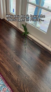 23M views · 298K reactions | If this random video of an iguana invading my house has brought you to my account for this first time… hi  I’m Michelle… if you like gardening, making stuff from scratch, and having fun moments with your family… you’ve found your happy place and I hope you’ll follow to see more! #florida | 7 Days of Play | Facebook