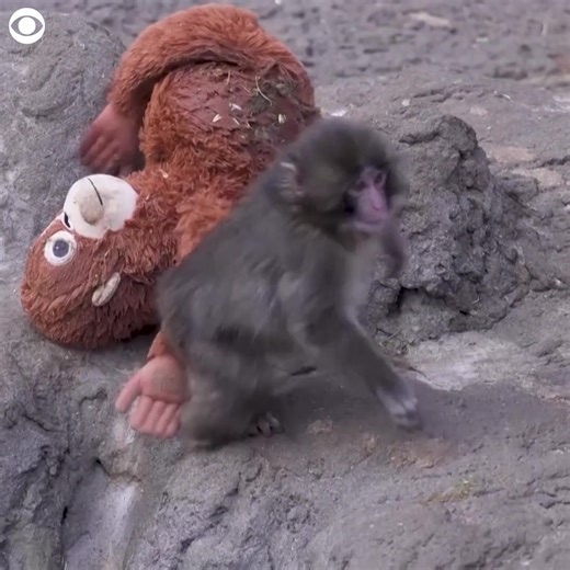 MONKEYING AROUND: Punch, the baby Japanese macaque, was abandoned by his mother, so zookeepers in Japan found a stuffed orangutan for the baby to cling on to, in order for him to build muscle strength and for a sense of security. Punch has become a viral sensation, drawing crowds to the zoo to watch as he grows and integrates into the troop. | KWCH 12 News