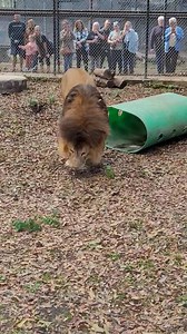 Lambert had fun with his pumpkin at our Fall Festival last weekend! Thanks so much to everyone who joined us for a great day! (video by April Mancini) #lambert #fallfestival #pumpkin #insyncexotics | In-Sync Exotics Wildlife Rescue and Educational Center
