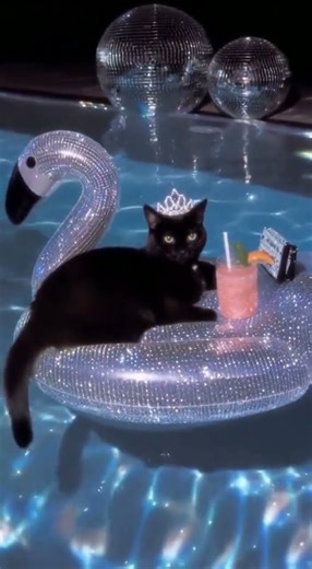 Cat Living the High Life on a Swimming Pool Float